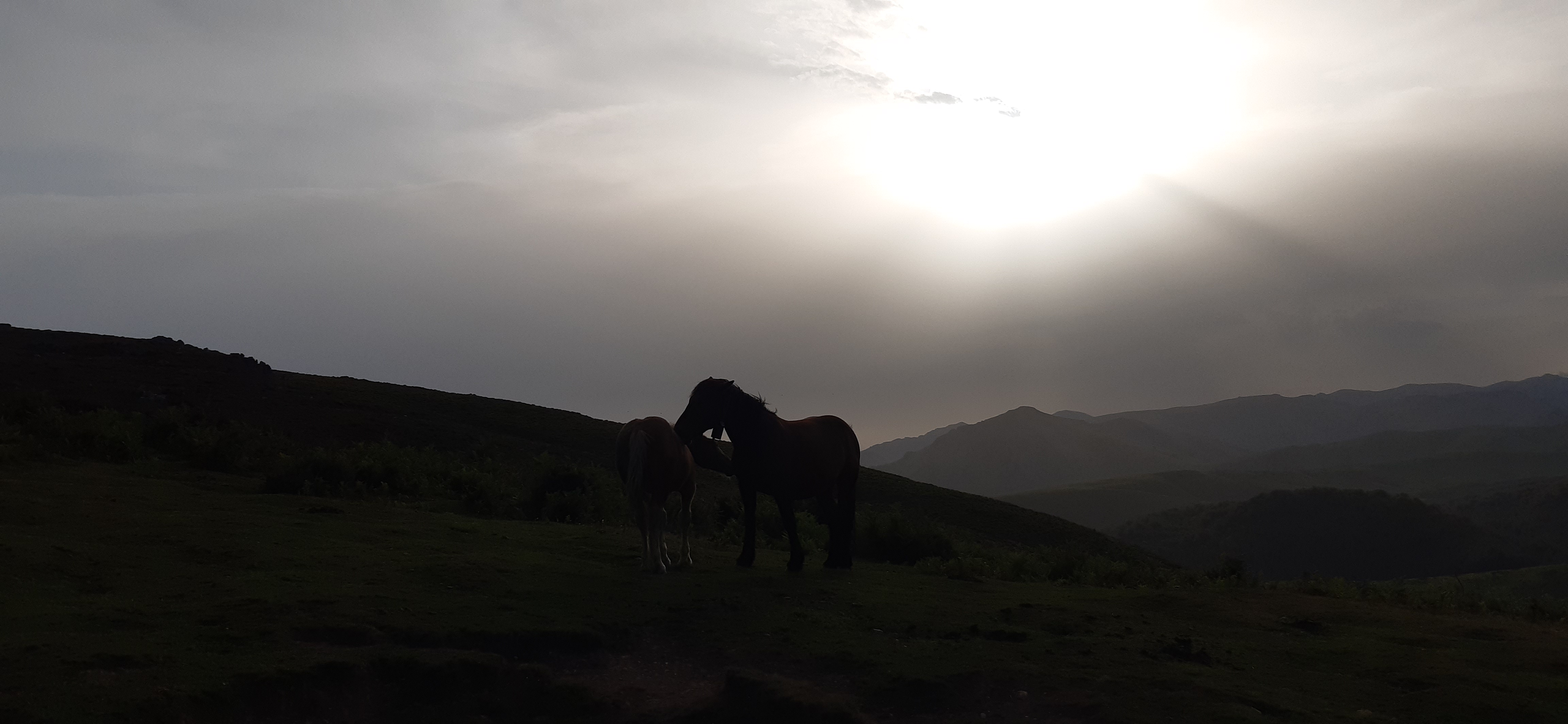 jolie image illustrative