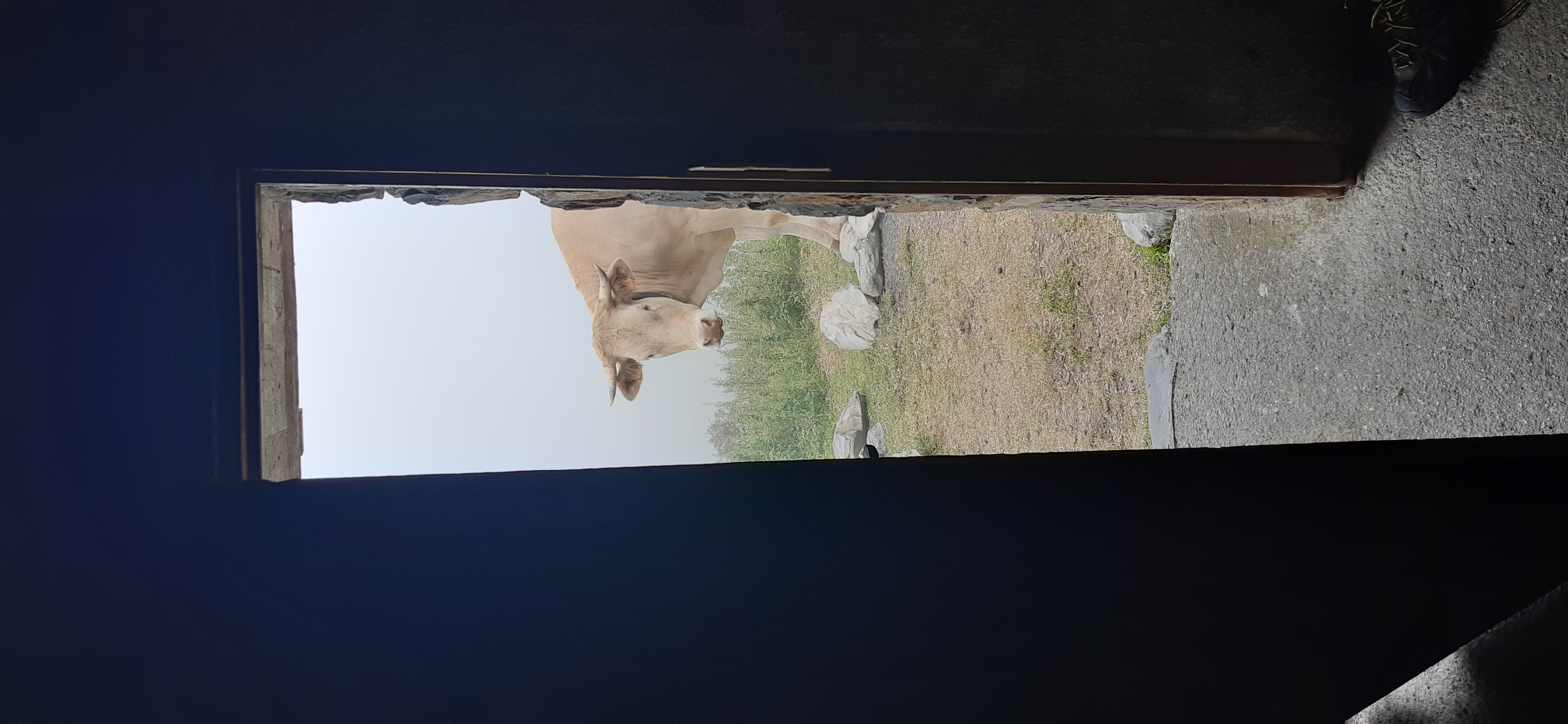 jolie image illustrative