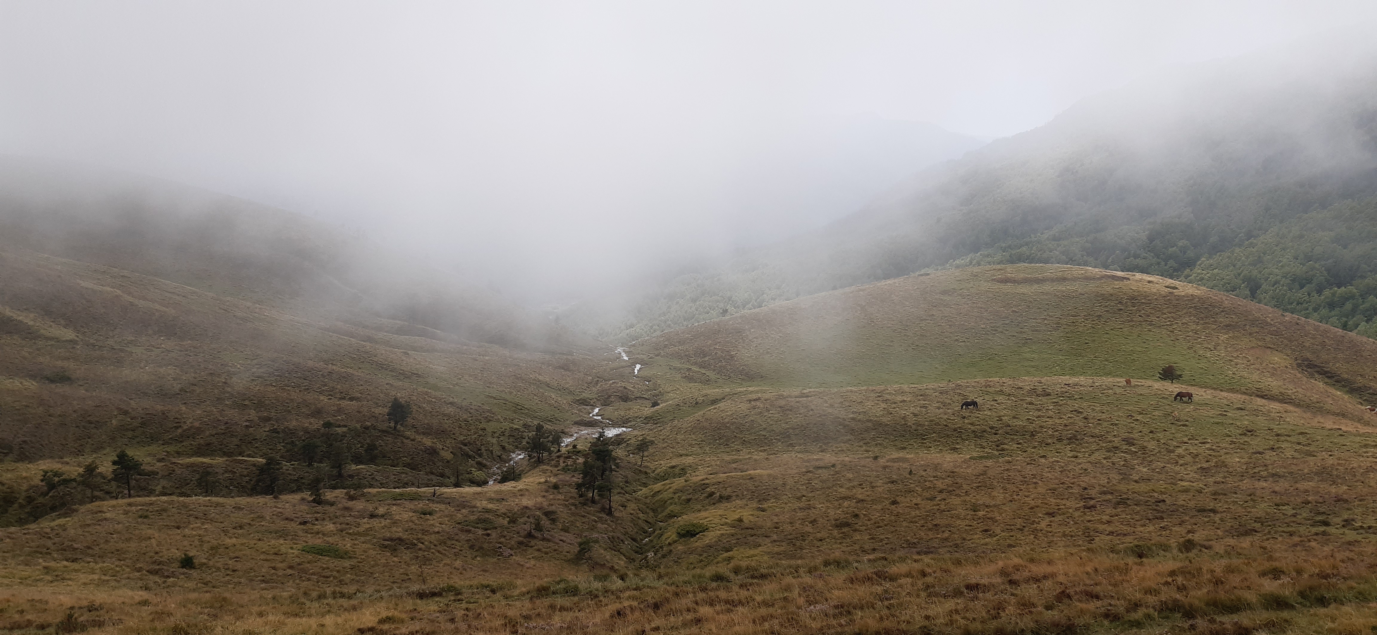 jolie image illustrative