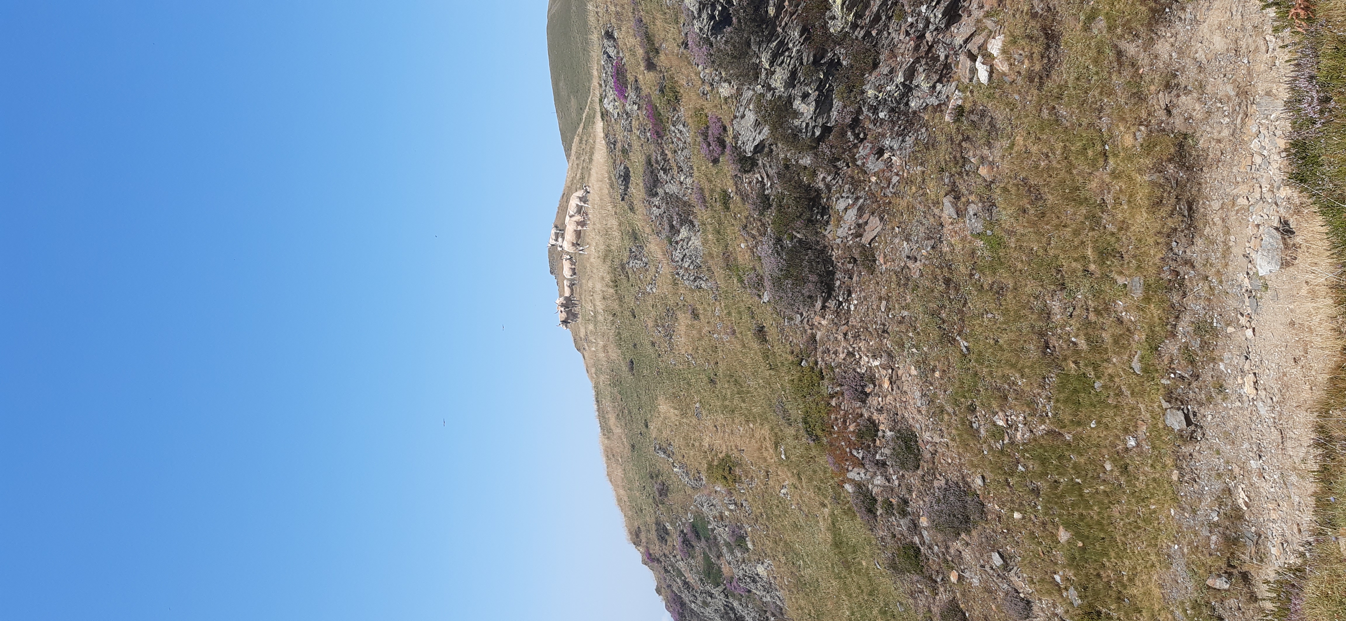 jolie image illustrative